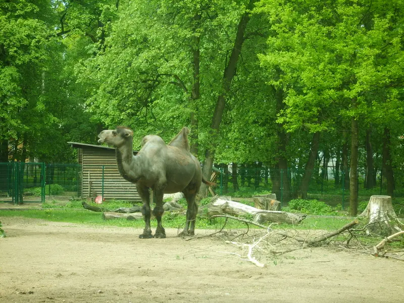 Camel