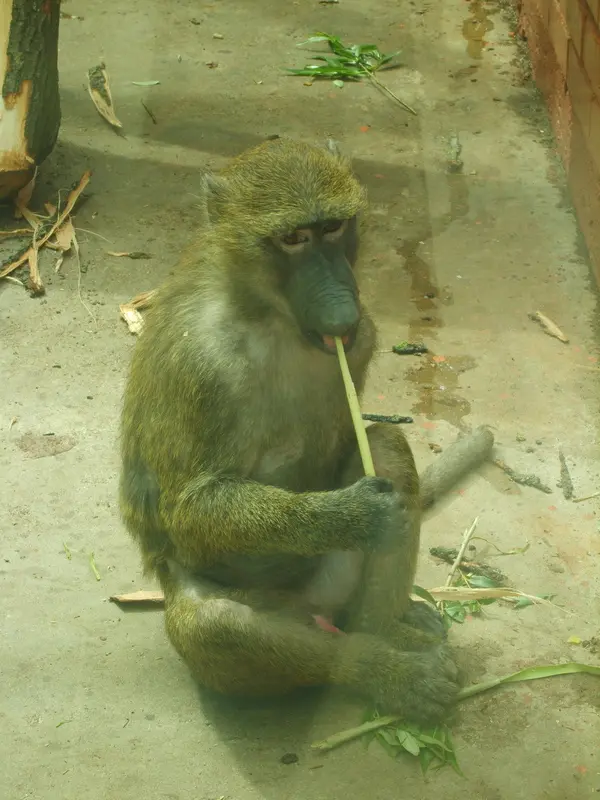 Monkey