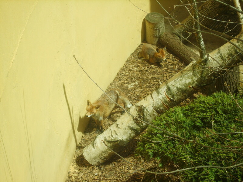 Fox
