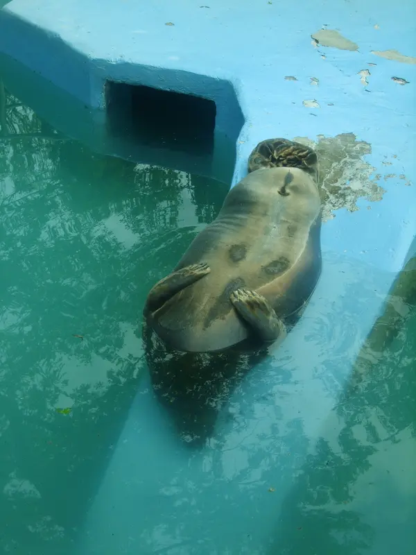 Seal
