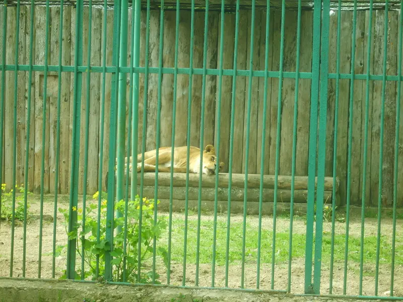Lion