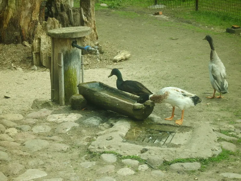 Ducks