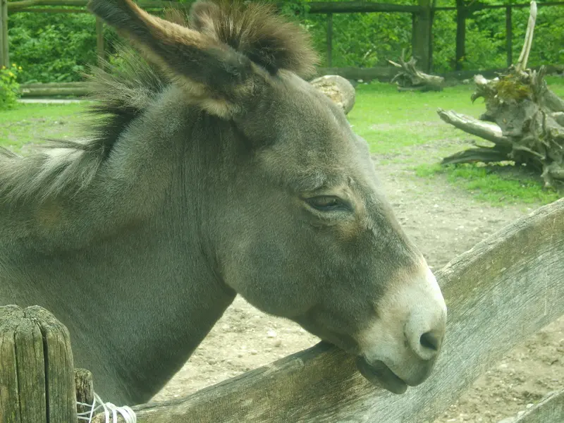 Donkey