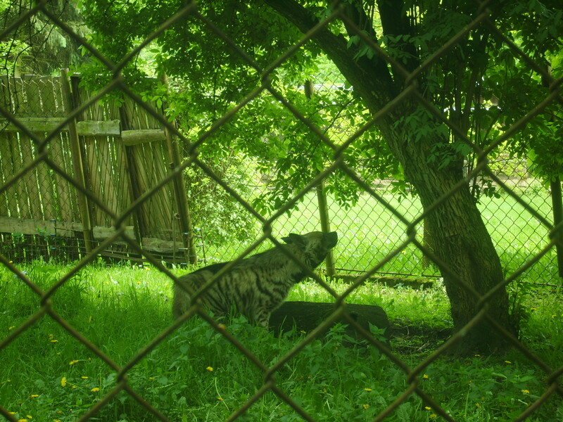 Hyena
