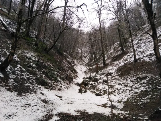 The Maze of Mountain Roads Towards the Snow-Covered Trees (2)