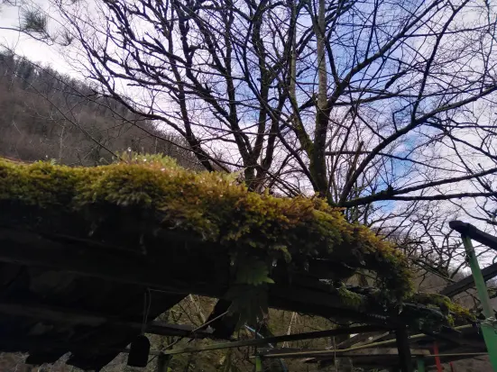 The Maze of Mountain Roads Towards the Snow-Covered Trees (2)