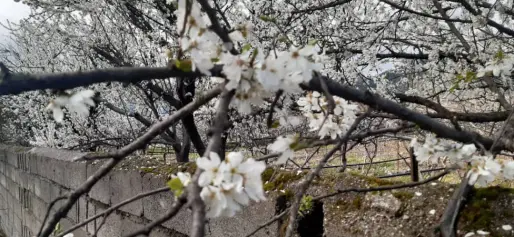 Blossoms! | Another Passionate Morning Bike Ride in The Mountains