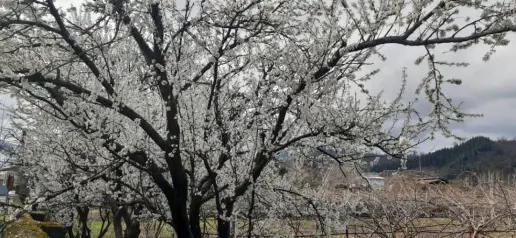 Blossoms! | Another Passionate Morning Bike Ride in The Mountains