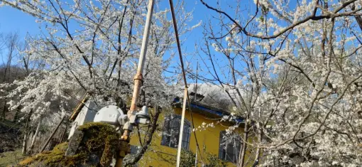 Blossoms! | Another Passionate Morning Bike Ride in The Mountains