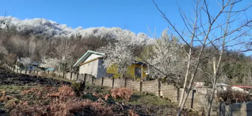 Blossoms! | Another Passionate Morning Bike Ride in The Mountains