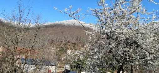 Blossoms! | Another Passionate Morning Bike Ride in The Mountains