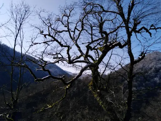Blossoms! | Another Passionate Morning Bike Ride in The Mountains