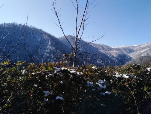 Blossoms! | Another Passionate Morning Bike Ride in The Mountains