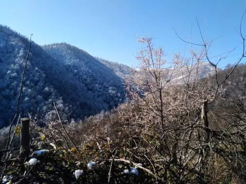 Blossoms! | Another Passionate Morning Bike Ride in The Mountains