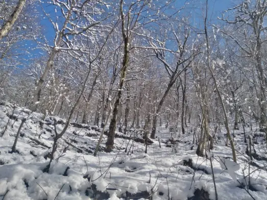 We Passed The Blossoms & Reached The Frozen Mountain Road