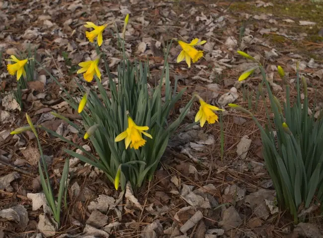 cluster of blooming daffodils