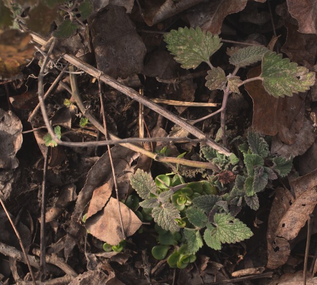 Catnip
