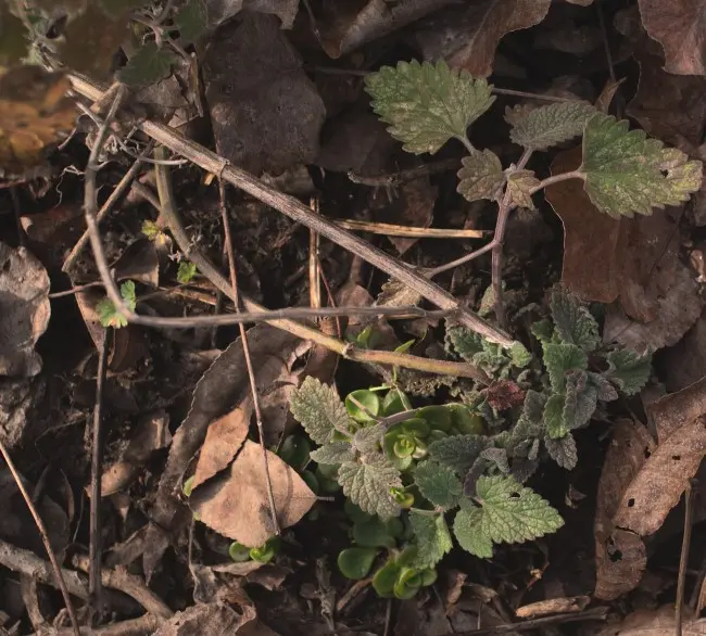 Catnip