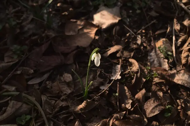 single snowdrop in bloom
