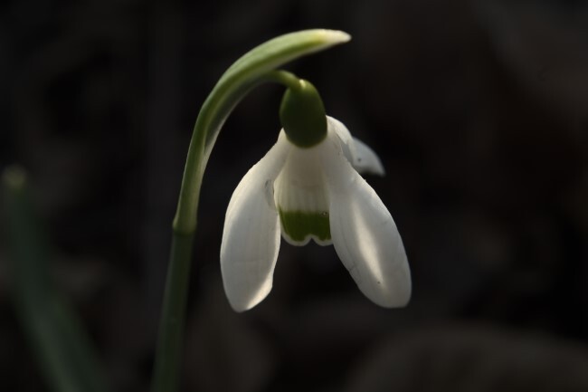 Macro photo of snowdrop bloom