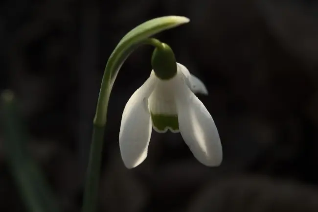 Macro photo of snowdrop bloom