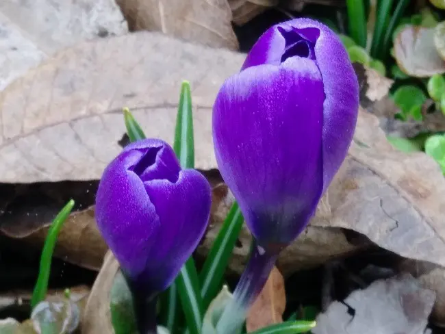 closes crocus flowers