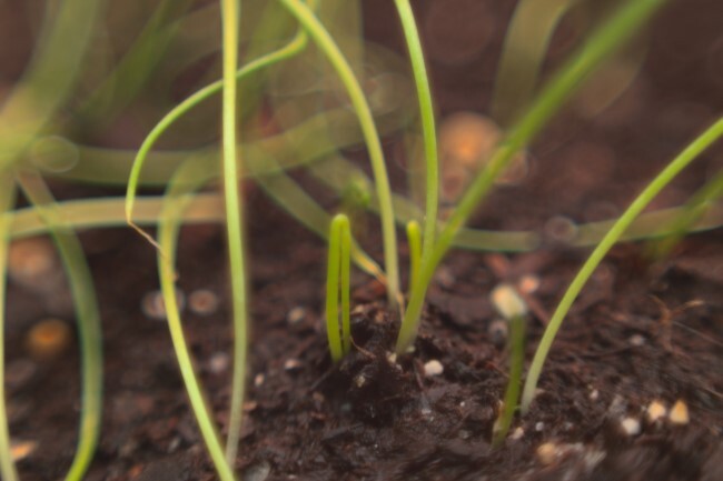 Macro photo of shallot seedlings