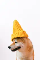 ce79ad916e81039bd37f80ae00d5cc0ff156147f44fd982a834ce940d128c9d0.jpg