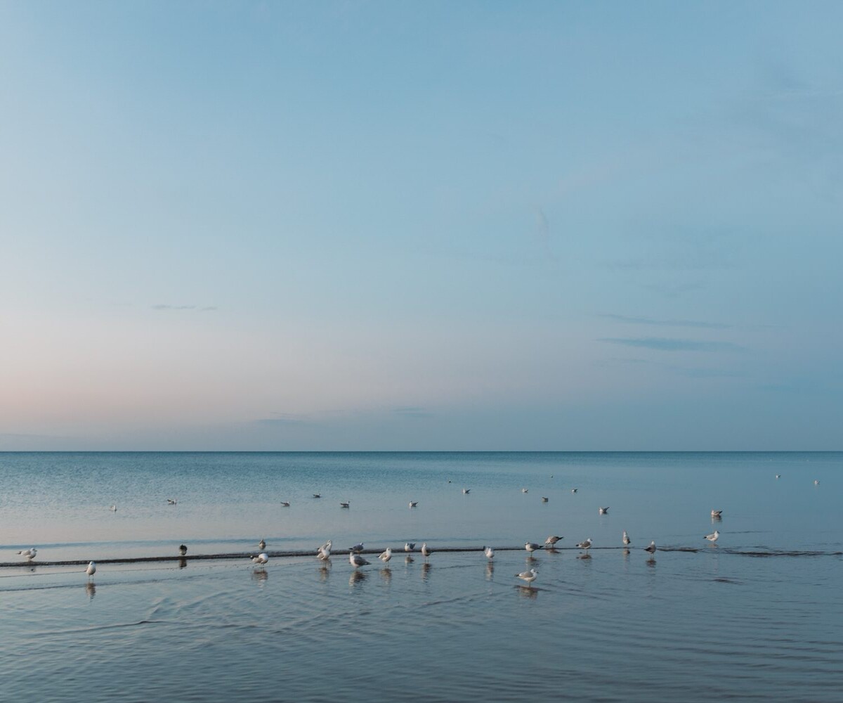 seagulls on a tranquil lake michigan