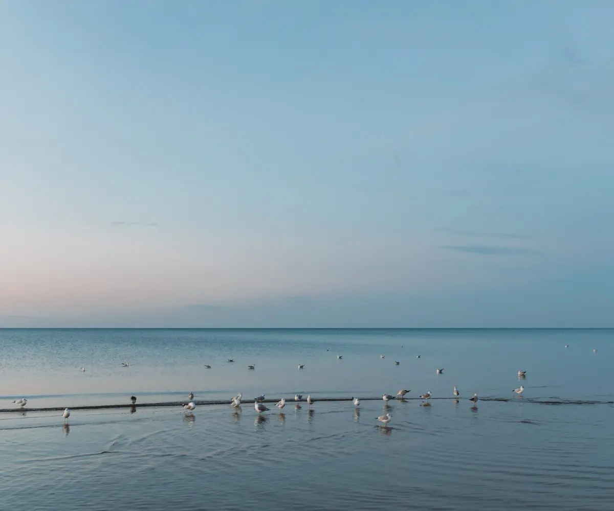seagulls on a tranquil lake michigan