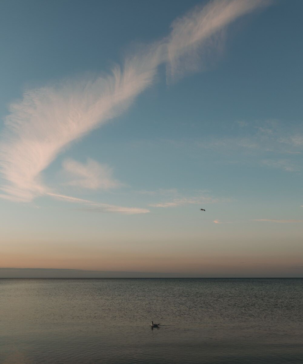 bird on the water at sunset
