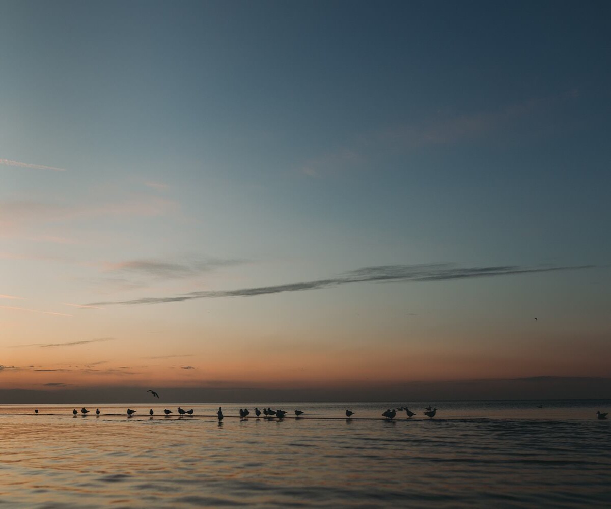 birds on the water of lake michigan