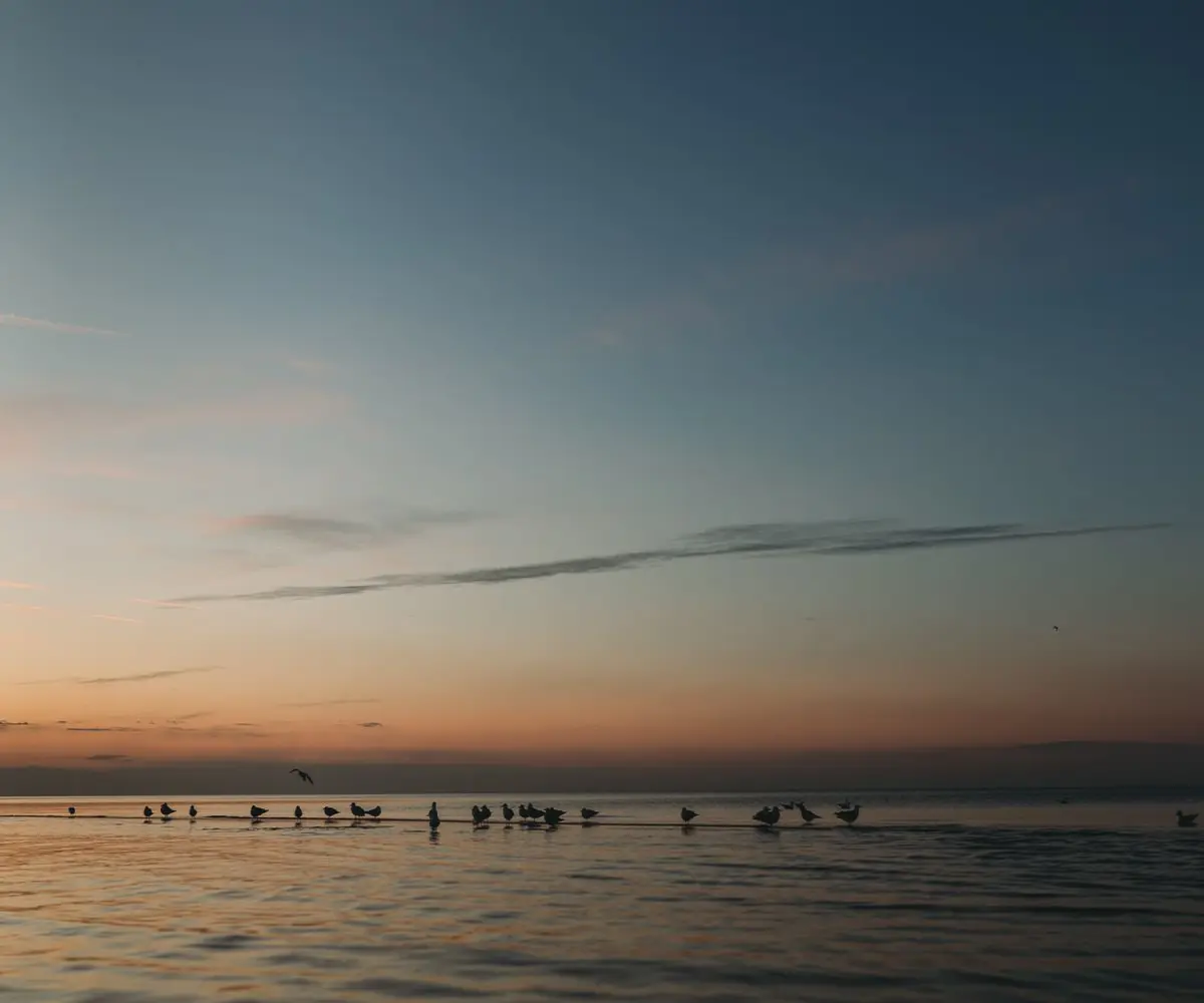 birds on the water of lake michigan