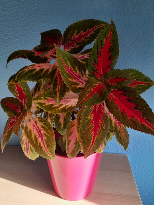 coleus5