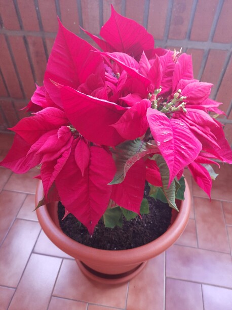 Flordepascua2