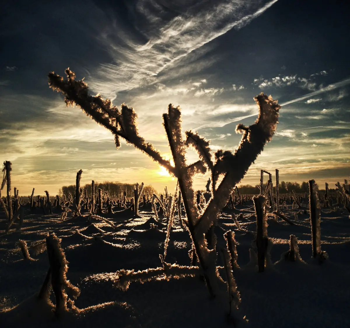 corn husk covered in frost at dawn