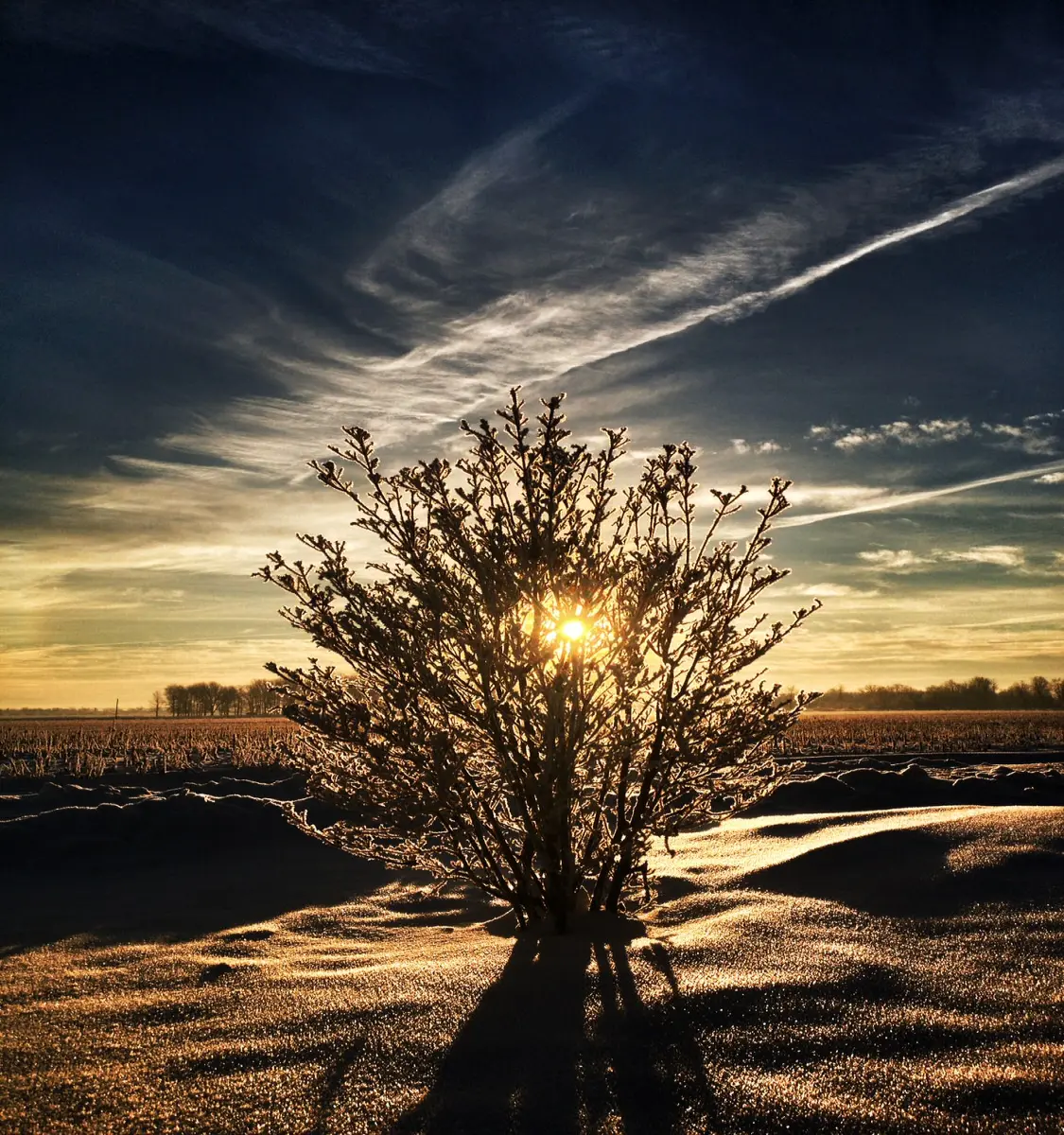 bush covered in frost at sunrise