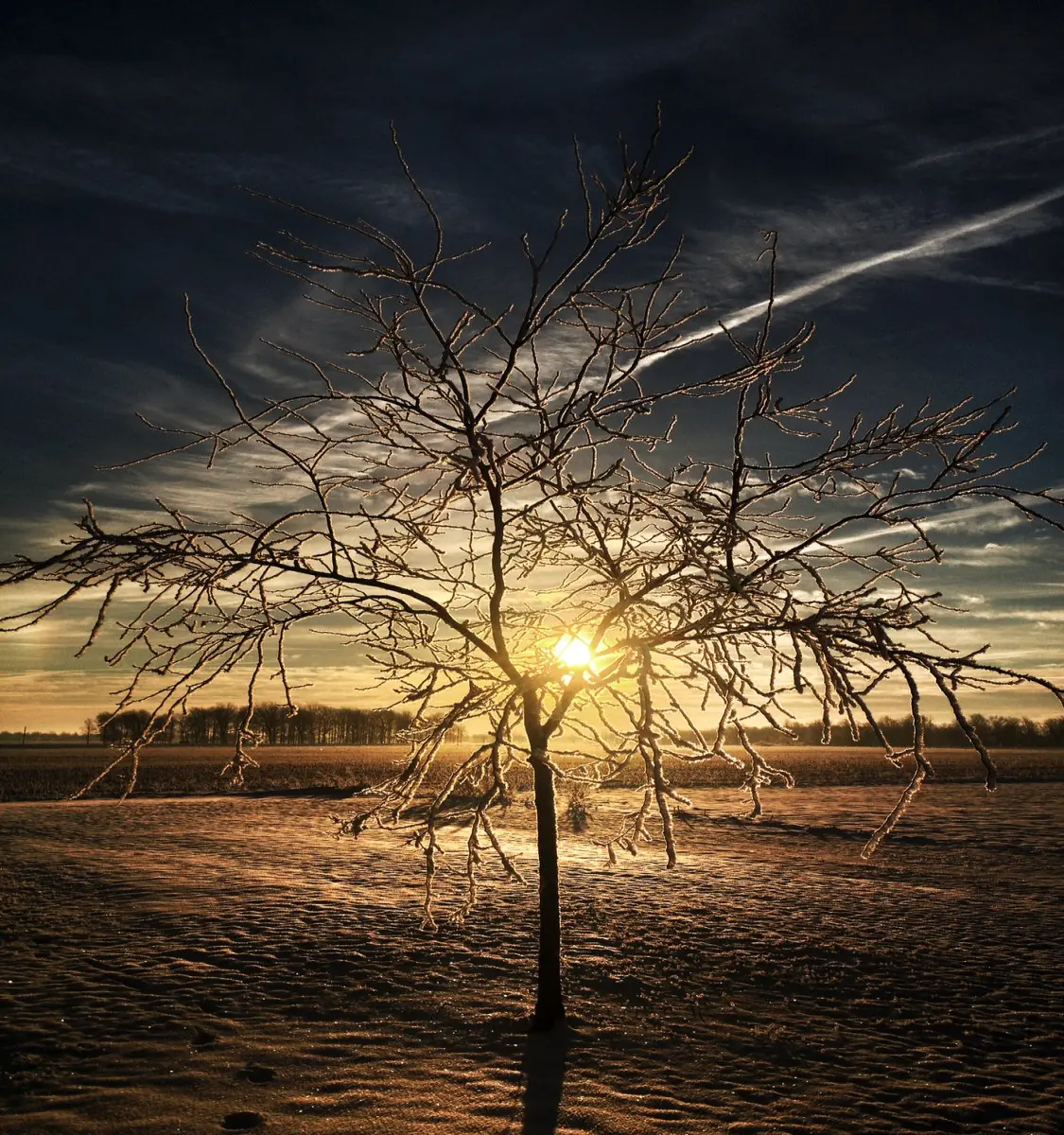tree covered in frost at sunrise