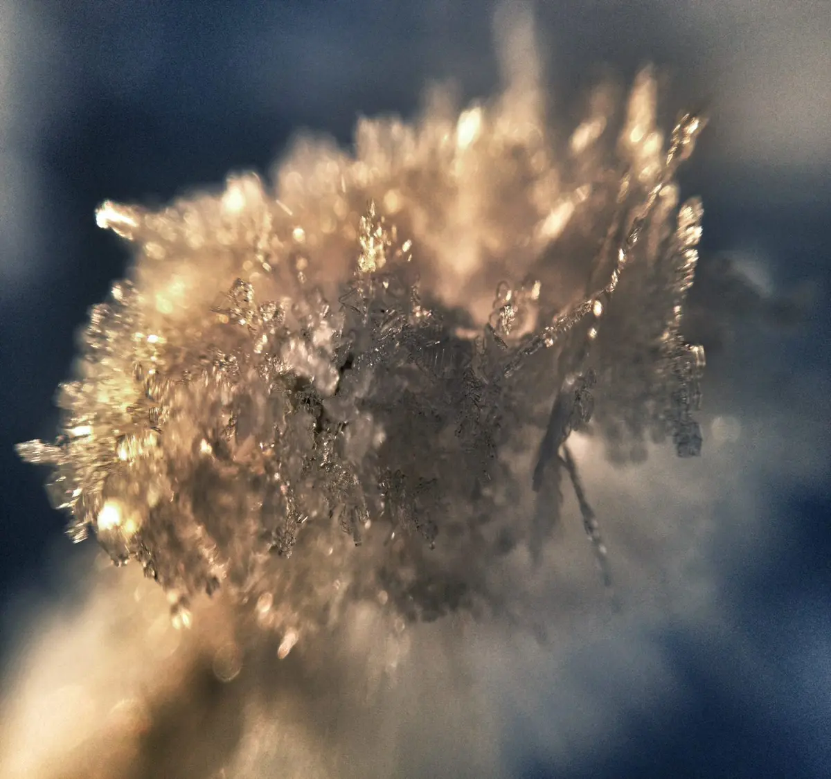 macro shot of frost on corn husk shot with olloclip and iphone 4s