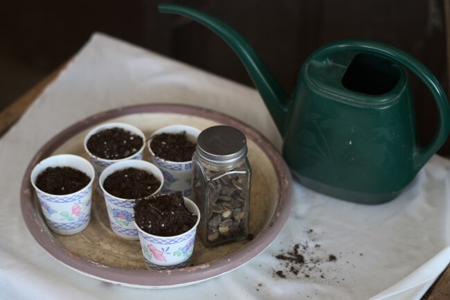 Starting saved seeds in paper cups