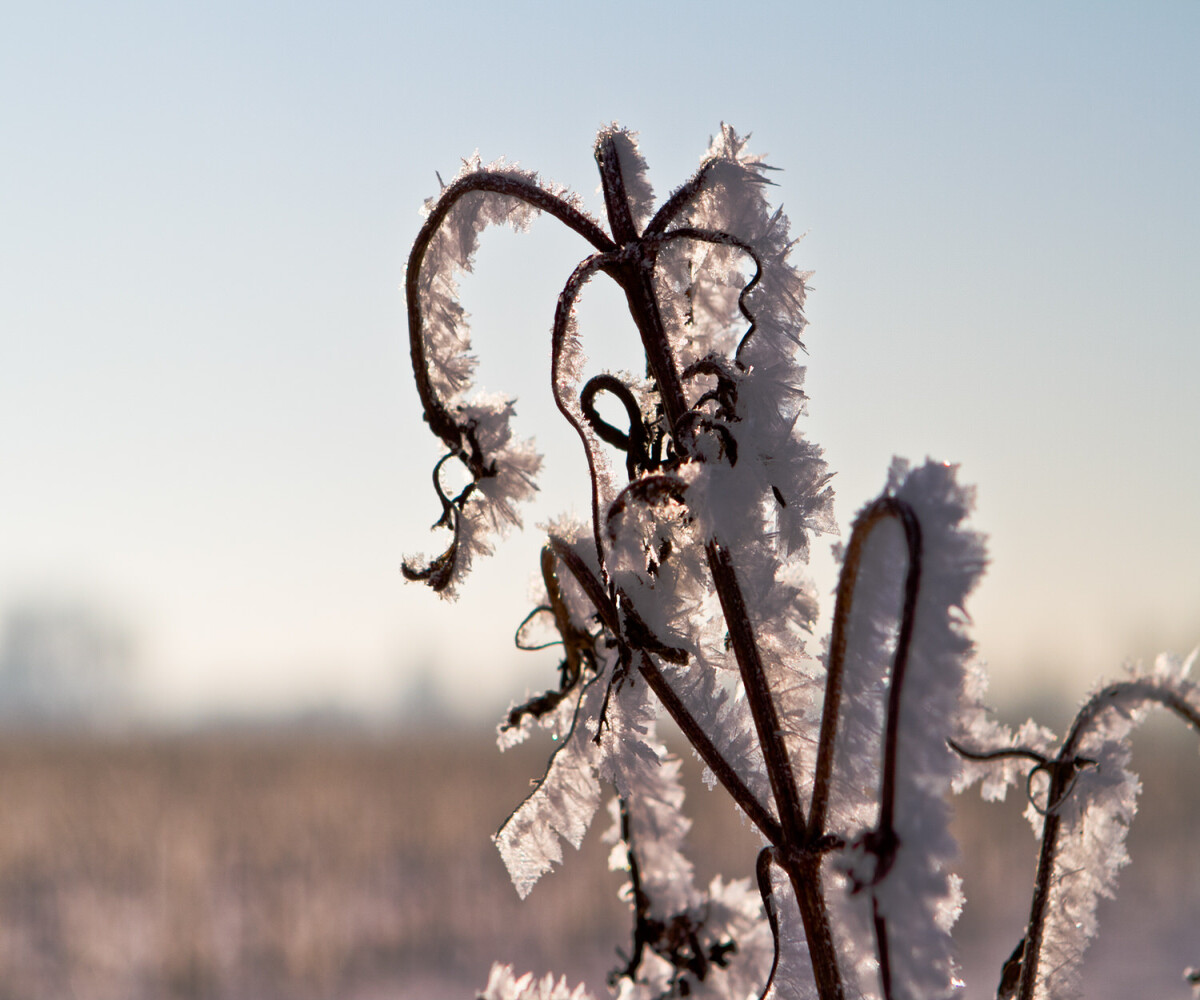 weeds covered in frost on the edge of a field