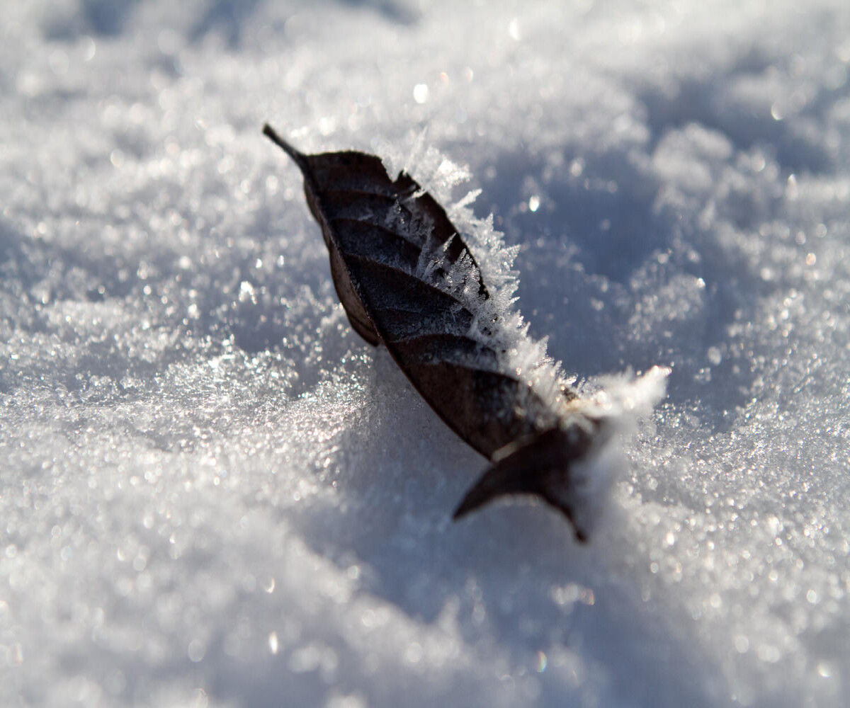 leaf in the snow covered in spikey frost