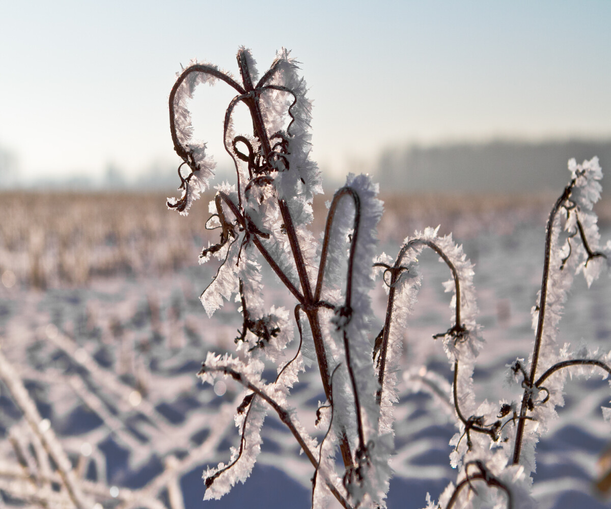 weeds covered in frost on a snowy day