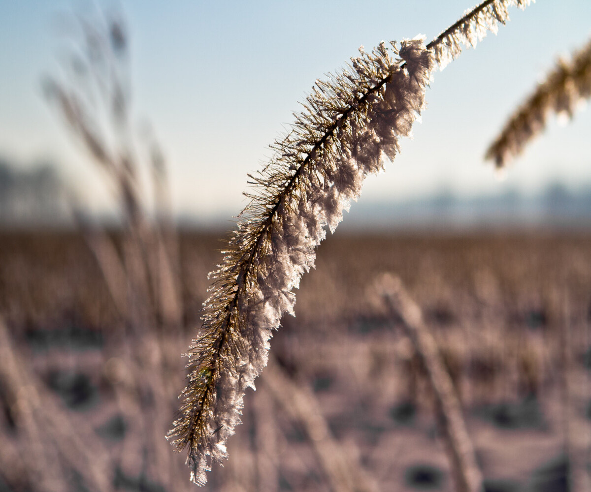 grain covered in frost
