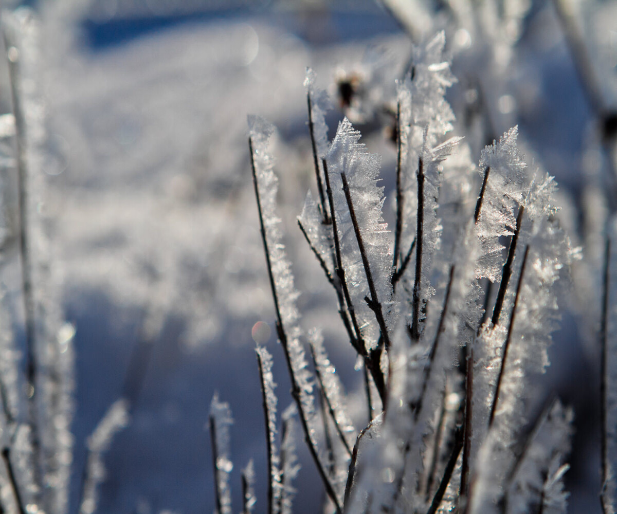 frost sticking off of twigs and sticks