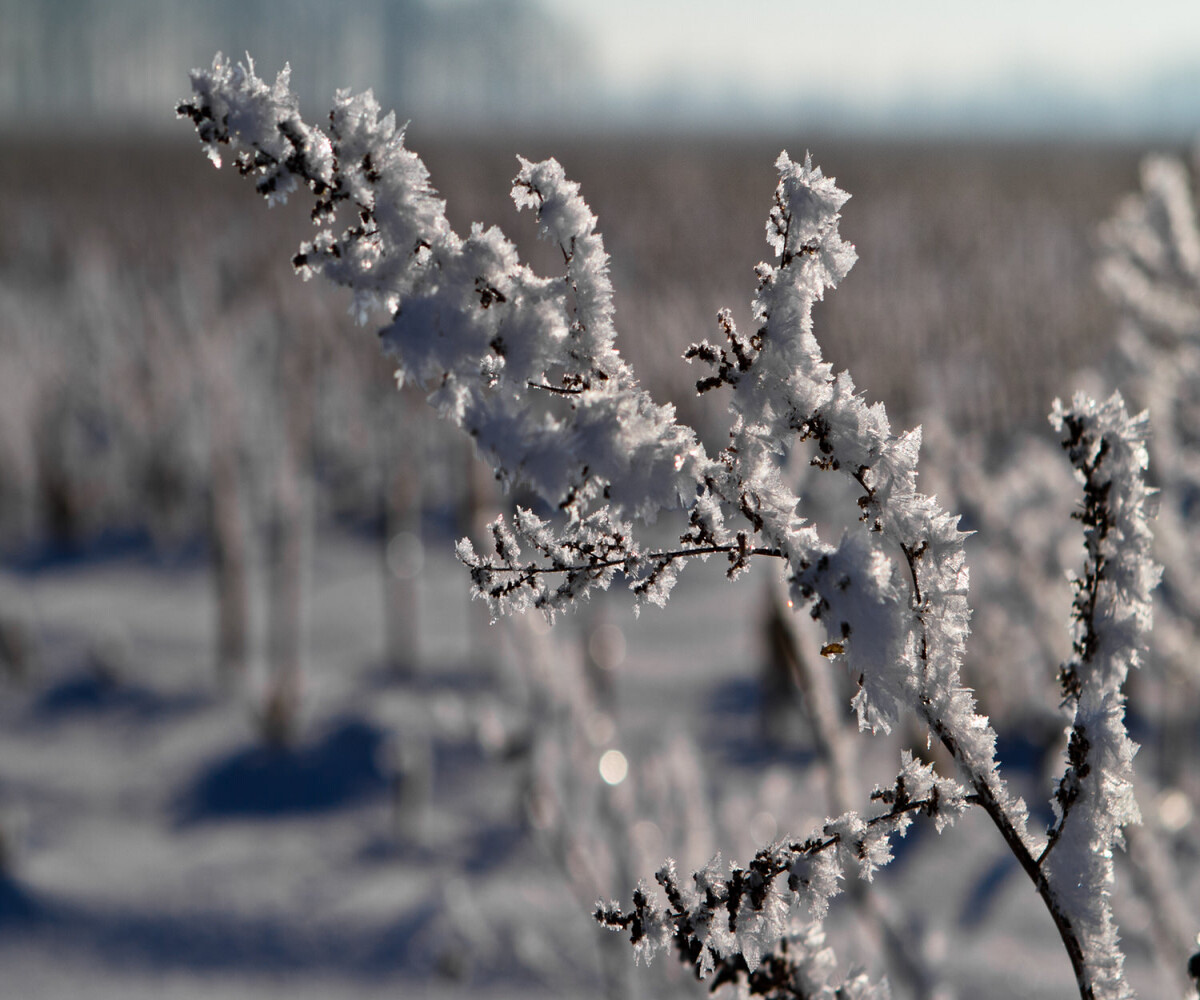small shrub covered in frost