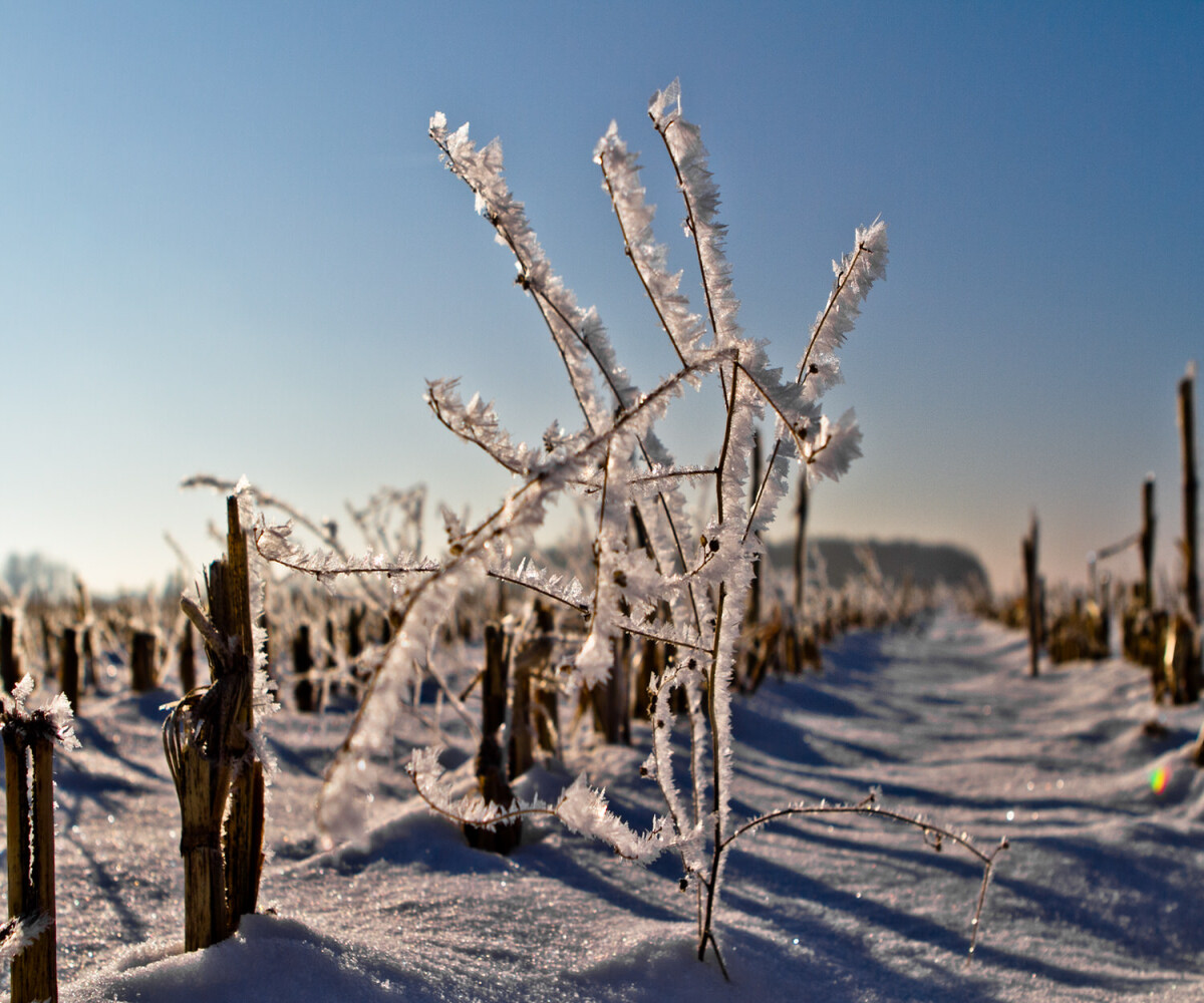 dead plant covered in heavy frost