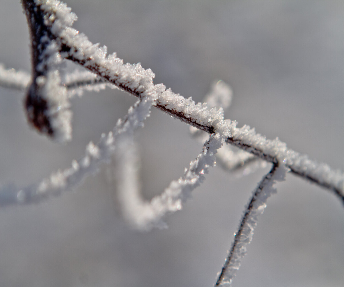 stick covered with frost