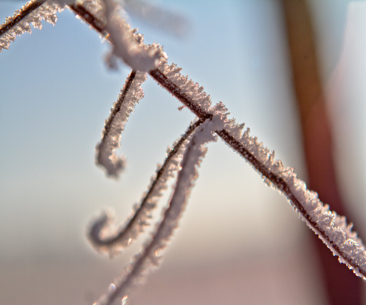 frost on curling twigs of small plant