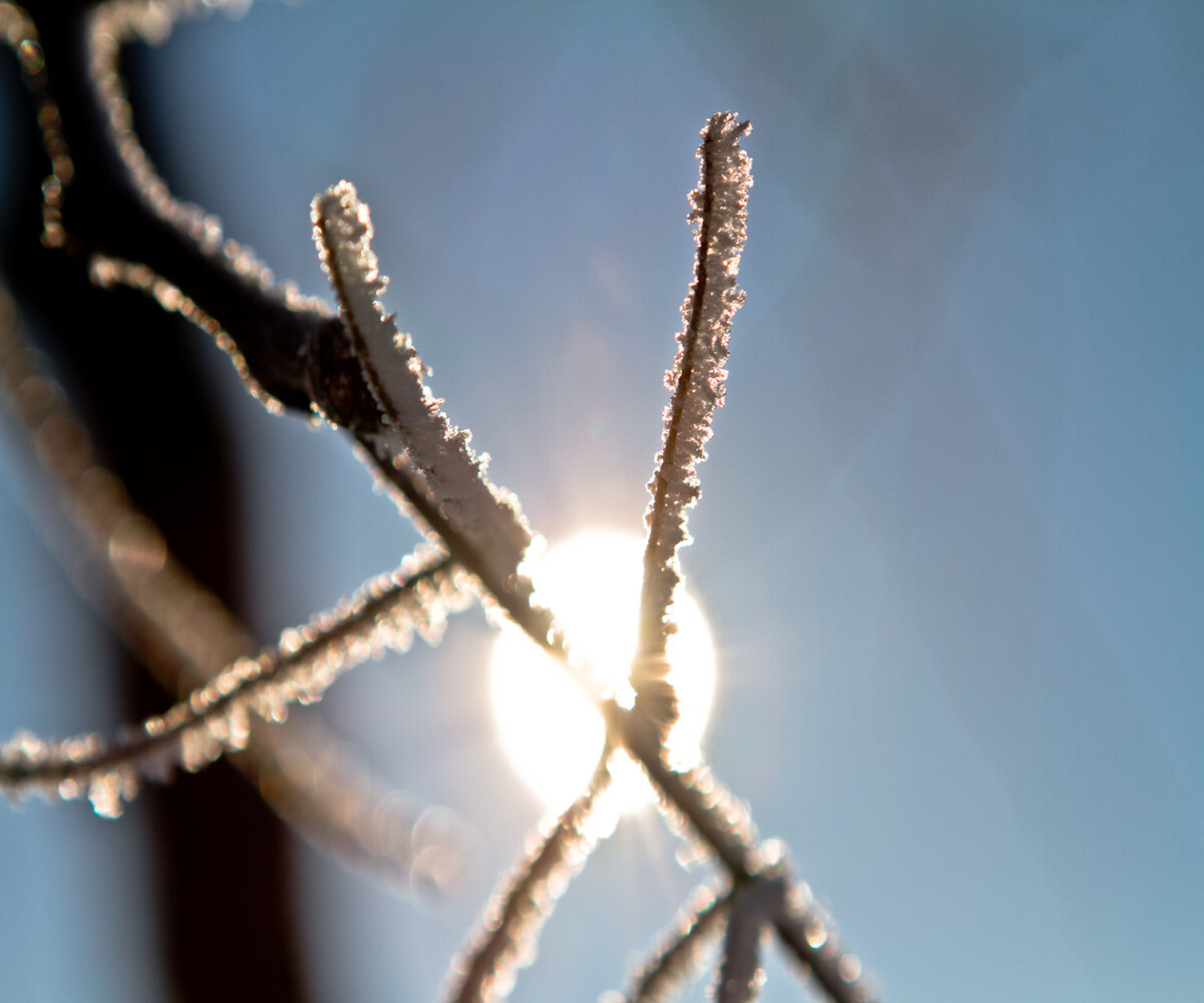 sun behind frost covered twigs